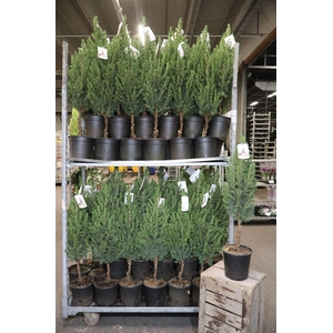 Picea Gl Conica Op Stam