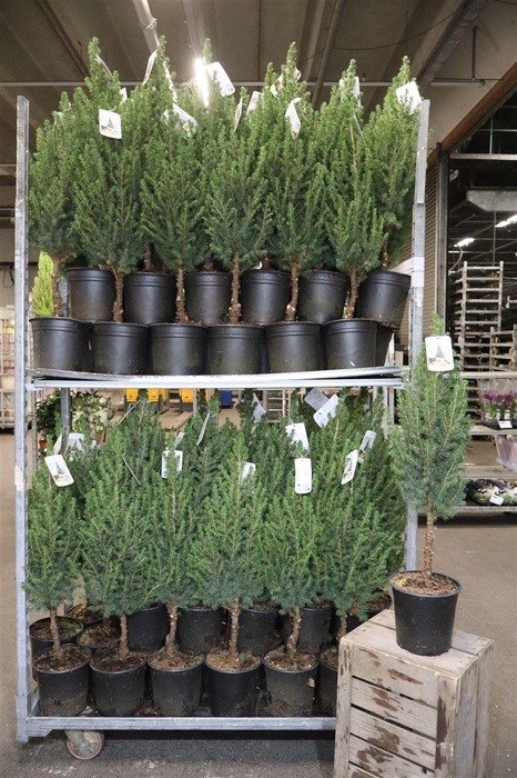 <h4>Picea Gl Conica Op Stam</h4>