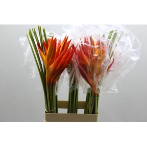 Heliconia Steel Tropic 70 Cm