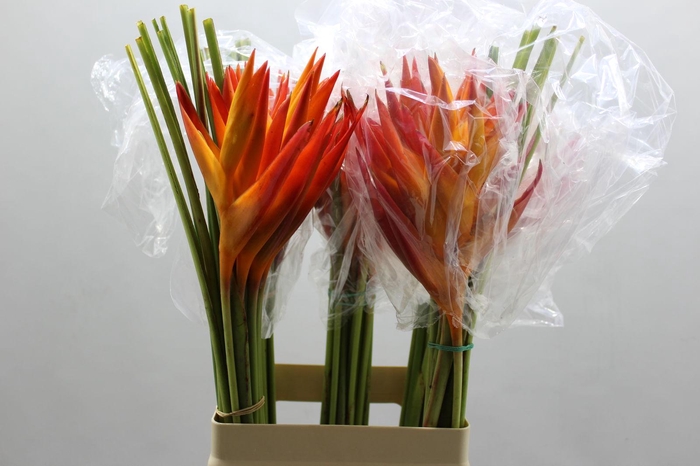 Heliconia Steel Tropic 70 Cm