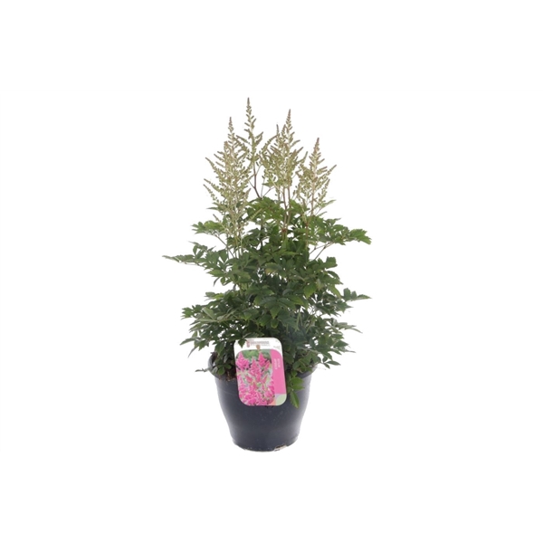 Astilbe arendsii Amerika