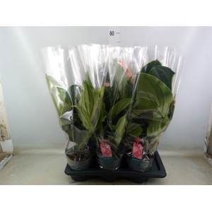 Medinilla magnifica