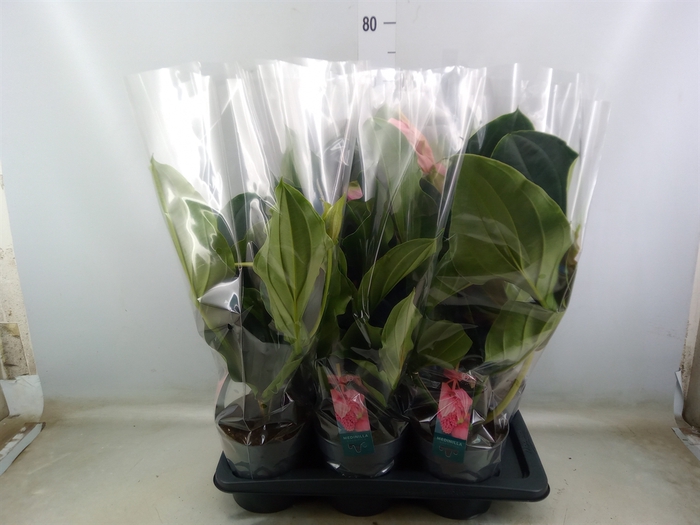 <h4>Medinilla magnifica</h4>