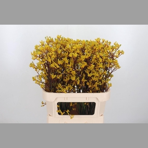 Anigozanthos Yellow Gem