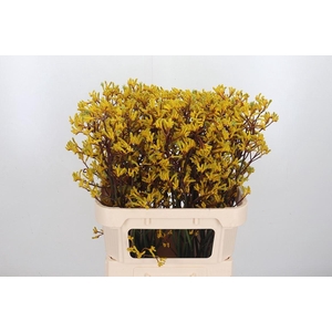 Anigozanthos Sun Gold