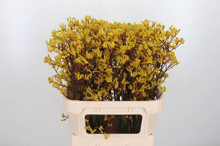 <h4>Anigozanthos Yellow Gem</h4>