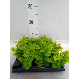 Adiantum raddi. 'Fritz-Luthi'