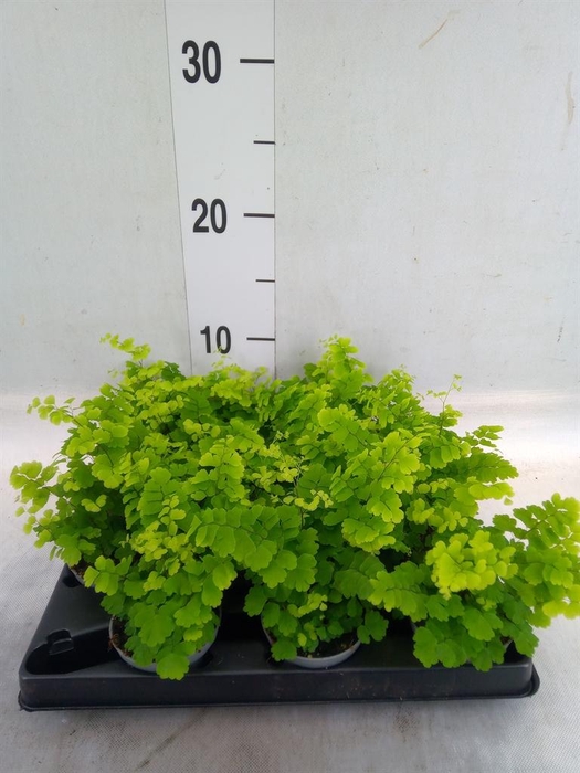 <h4>Adiantum raddi. 'Fritz-Luthi'</h4>