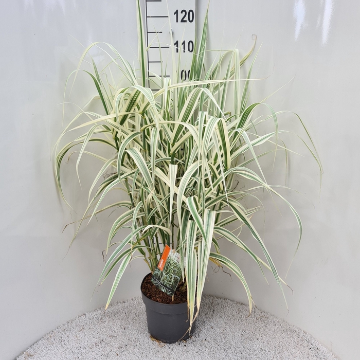 <h4>ARUNDO VERSICOLOR</h4>