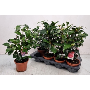 CAMELLIA JAPONICA