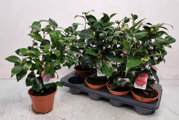 <h4>CAMELLIA JAPONICA</h4>