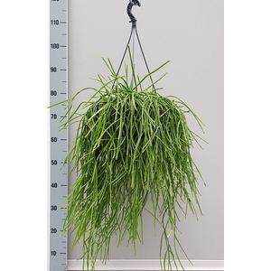 Rhipsalis   ...