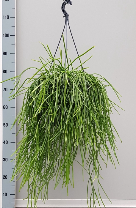 <h4>Rhipsalis   ...</h4>