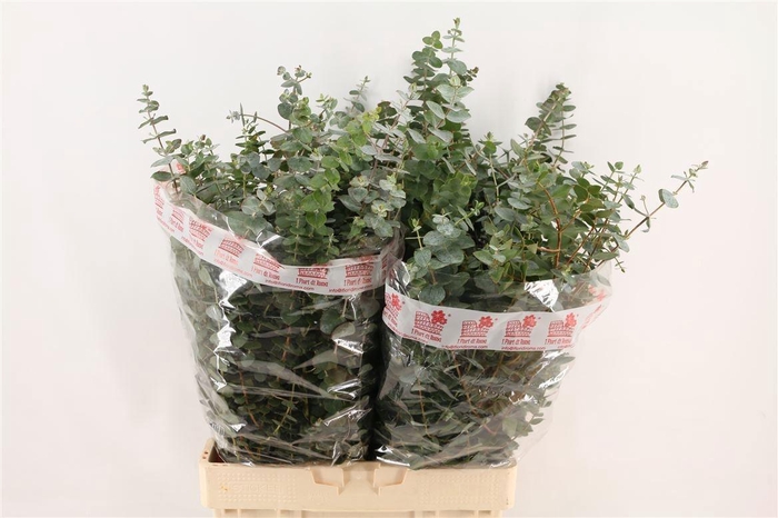 <h4>EUC BABY BLUE P BS</h4>