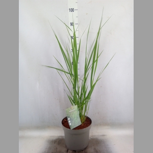 Panicum virgatum