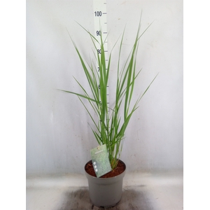 Panicum virgatum