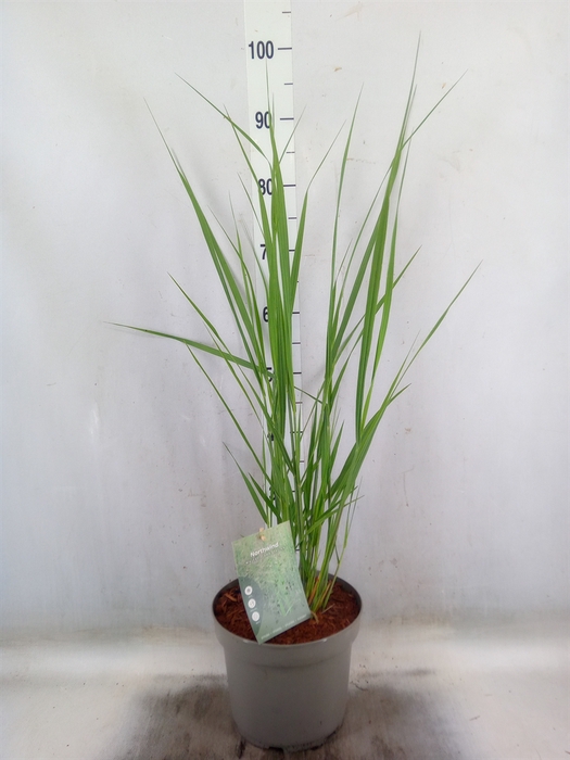 <h4>Panicum virgatum</h4>
