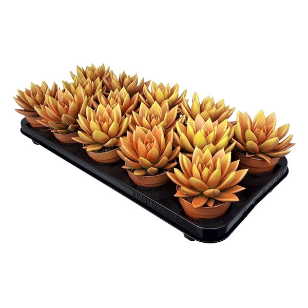 <h4>Echeveria Bicolor Orange/Yellow</h4>