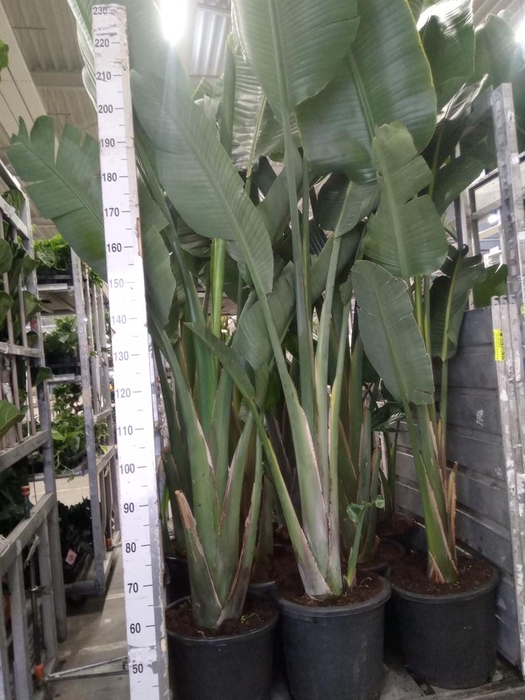 <h4>Strelitzia nicolai</h4>