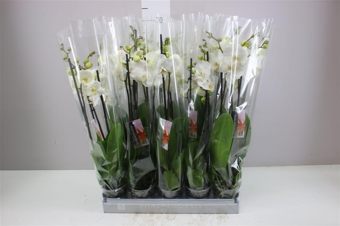 <h4>Phal Wit 3 Tak</h4>