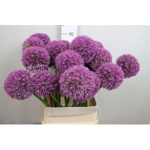 Allium Grootbloemig