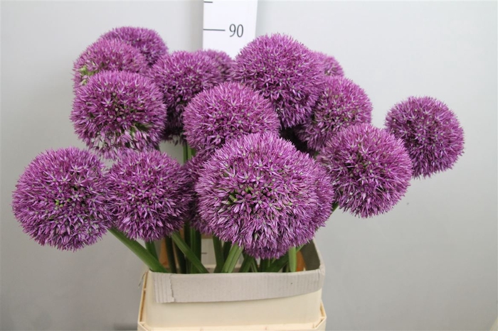 Allium Grootbloemig