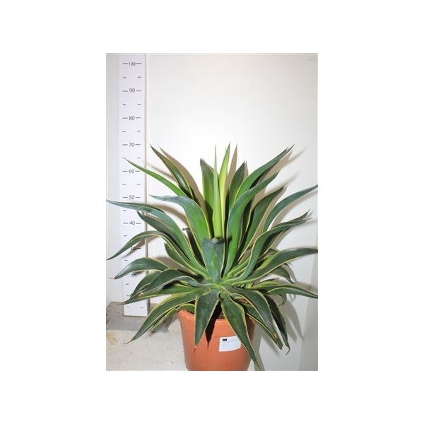 <h4>Agave Desmentiana Variegata</h4>