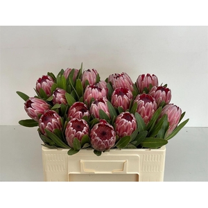 Protea Pink Ice