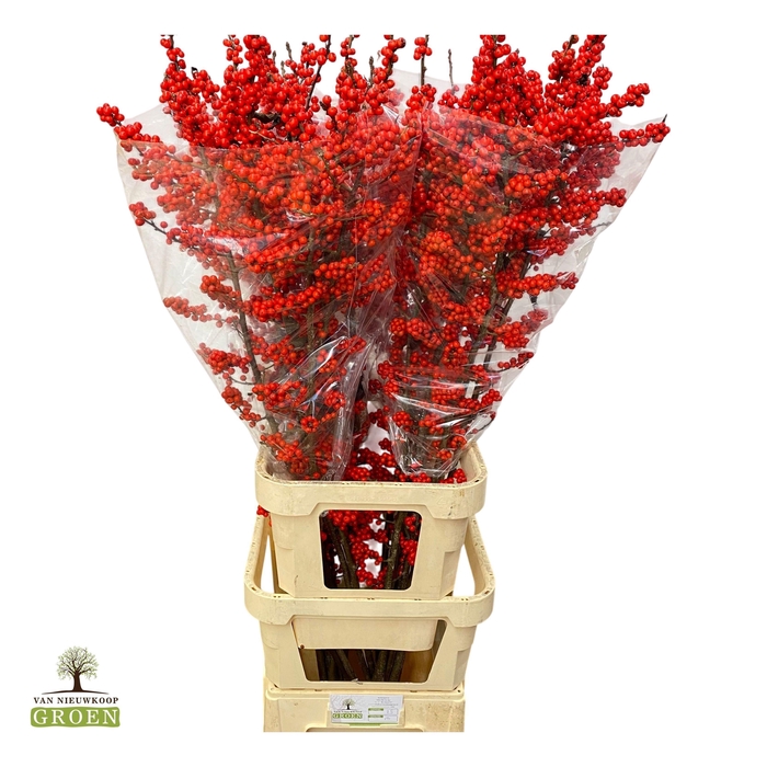 <h4>ILEX VE RODE BES</h4>