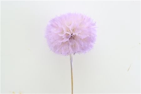 <h4>/PRES PUSTE FLOWER VIOLET BABY SATIN H%</h4>