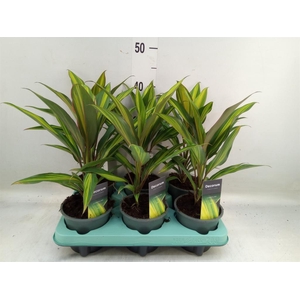 Cordyline fruti. 'Kiwi'