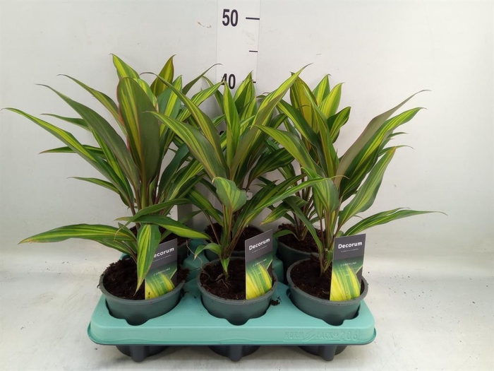 <h4>Cordyline fruti. 'Kiwi'</h4>