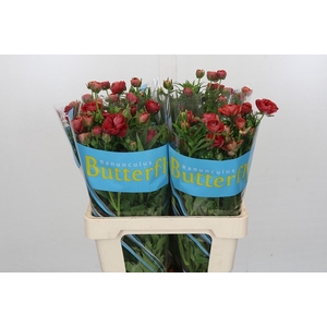 Ranunculus Butterfly Musa