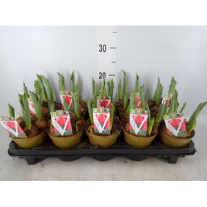 Tulipa EN 'Prominence'