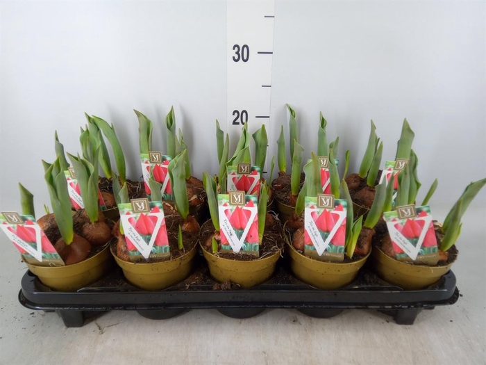 <h4>Tulipa EN 'Prominence'</h4>