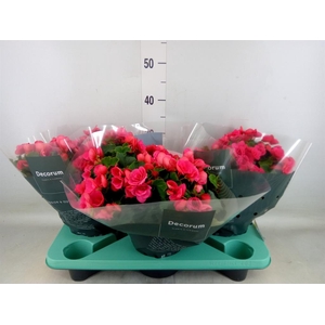 Begonia elat. EN 'Betulia Pink'