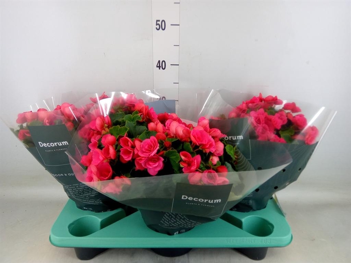 <h4>Begonia elat. EN 'Betulia Pink'</h4>