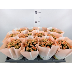 Kalanchoe   ...