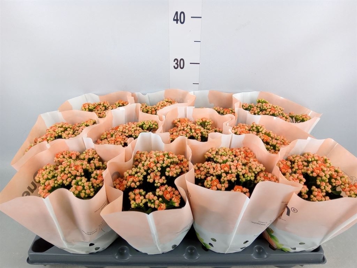 <h4>Kalanchoe   ...</h4>