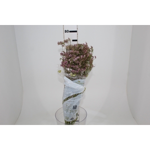 LIMONIUM 070 CM ROSA