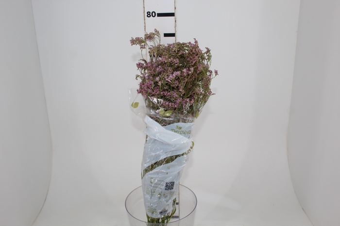 <h4>LIMONIUM 070 CM ROSA</h4>