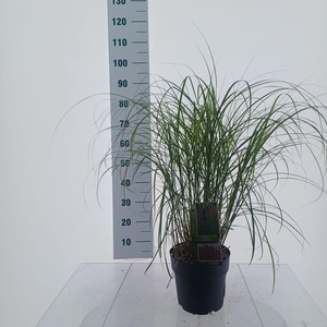 Miscanthus Red Chief