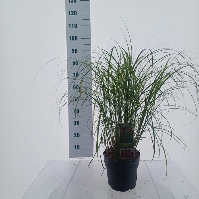 <h4>Miscanthus Red Chief</h4>