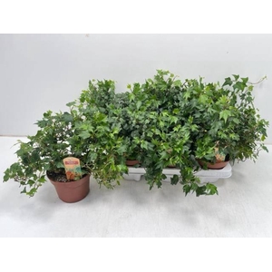 Hedera helix Jessica 13Ø 25cm