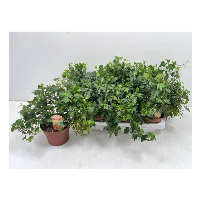 <h4>Hedera helix Jessica 13Ø 25cm</h4>