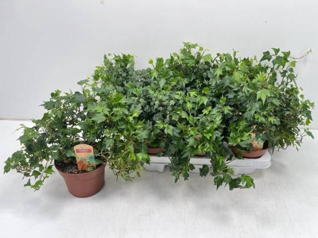Hedera helix Jessica 13Ø 25cm