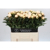 Paeonia Madame Claude Tain