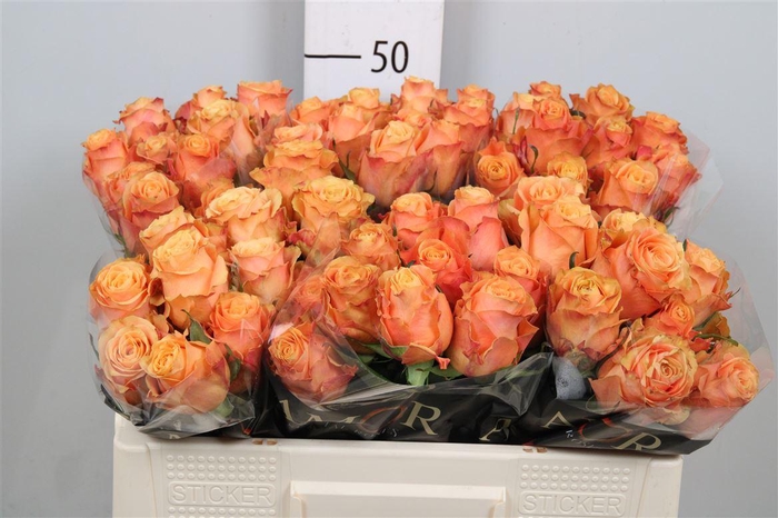 <h4>R Gr Olympus</h4>