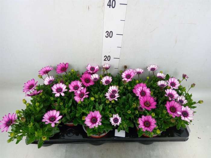 <h4>Osteospermum  'Margarita White'</h4>