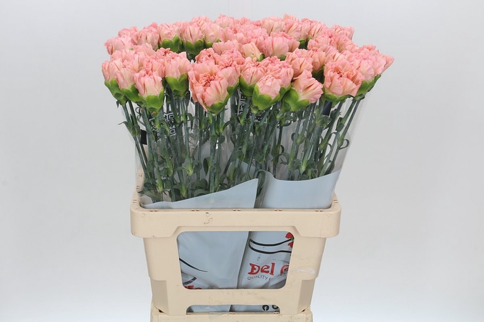 <h4>Dianthus St Lege Marrone</h4>